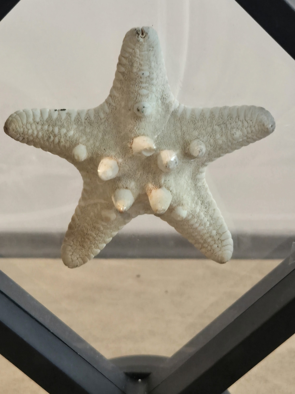⭐ Knobby Starfish Floating Display Frame | Pedestal Stand | Two Looks | 4 in